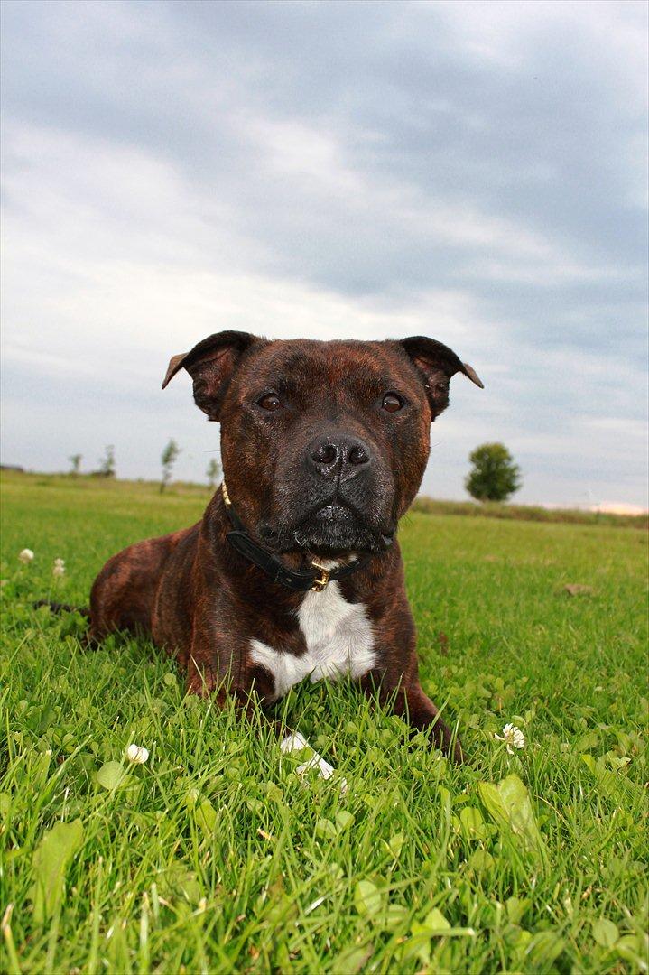 Staffordshire bull terrier Carlos  billede 2