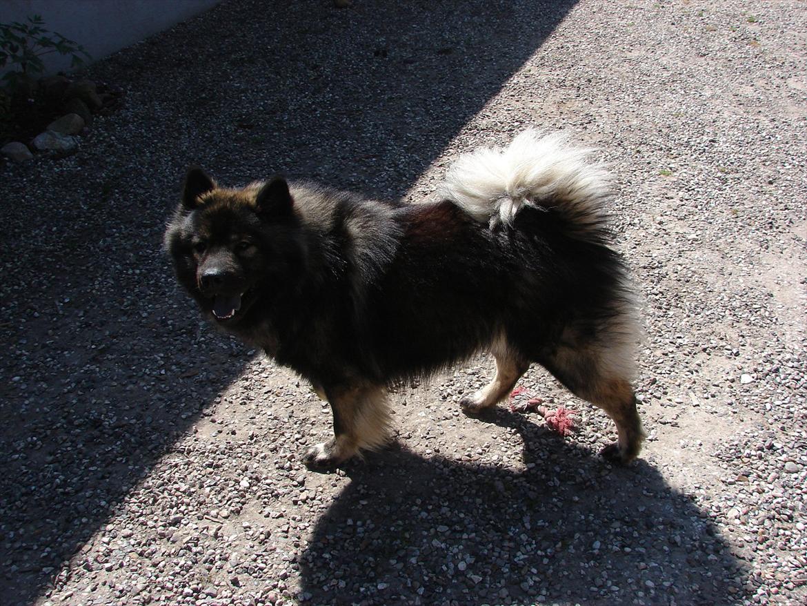 Eurasier Kærlundegård's V-Molo billede 6