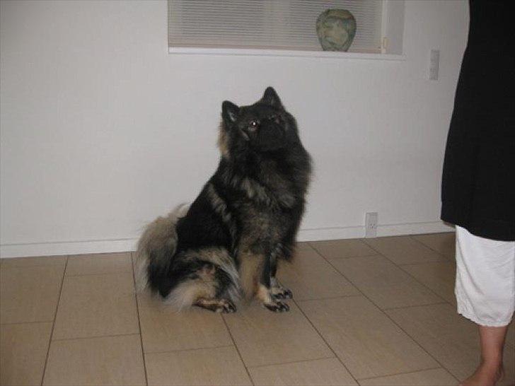 Eurasier Kærlundegård's V-Molo - Molo da jeg første gang så ham billede 7