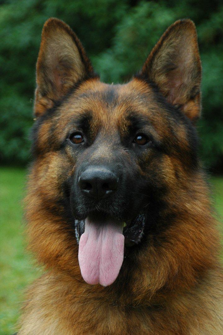 Schæferhund Hekami Romulus (Roma) - Roma hovedbillede 2år billede 7