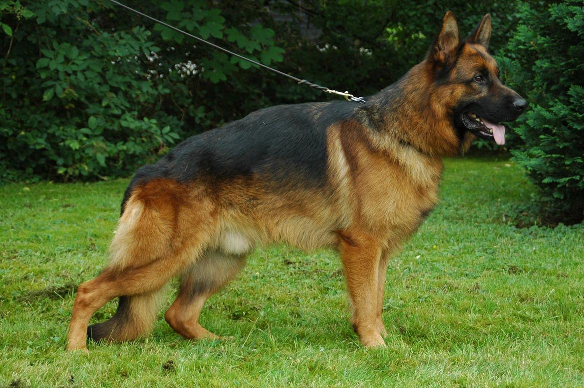 Schæferhund Hekami Romulus (Roma) - Hekami Romulus SchH1 AK-D HD:A AA:0 billede 8