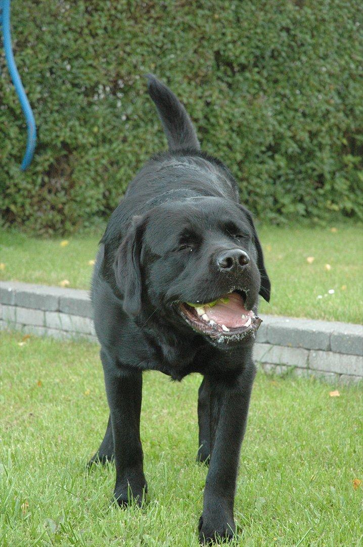 Blanding af racer Simba - Uhh det er godt det æble moar ;o) billede 12