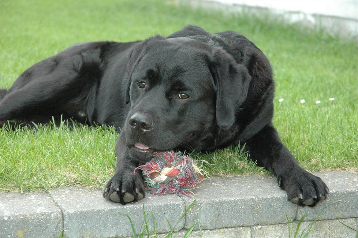 Blanding af racer Simba - 11 måneder billede 13