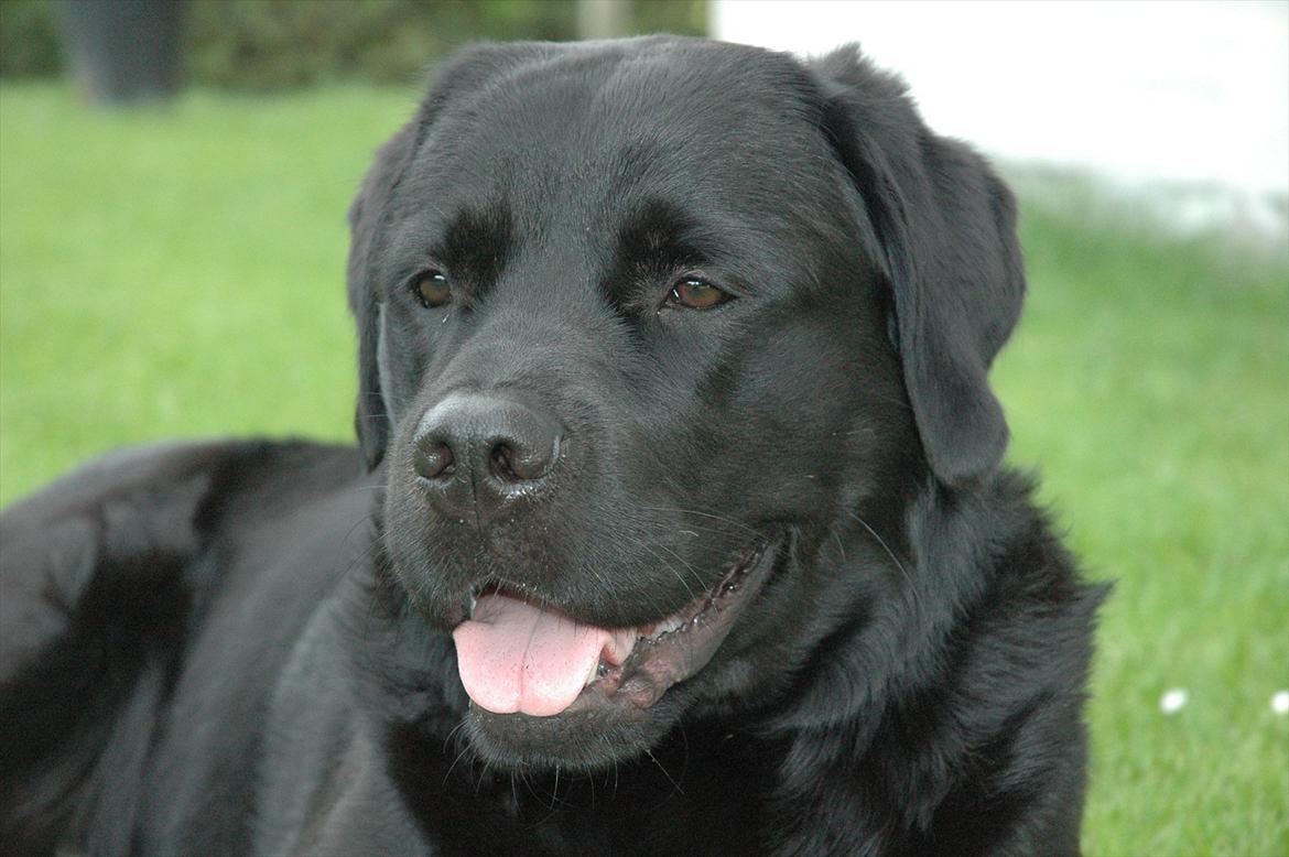 Blanding af racer Simba - 11 måneder billede 14