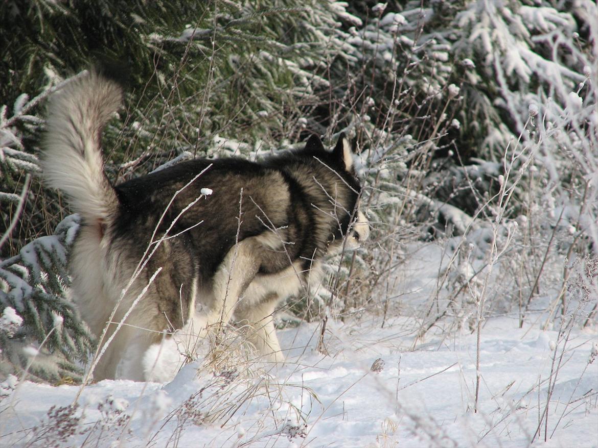 Alaskan malamute Loke billede 11
