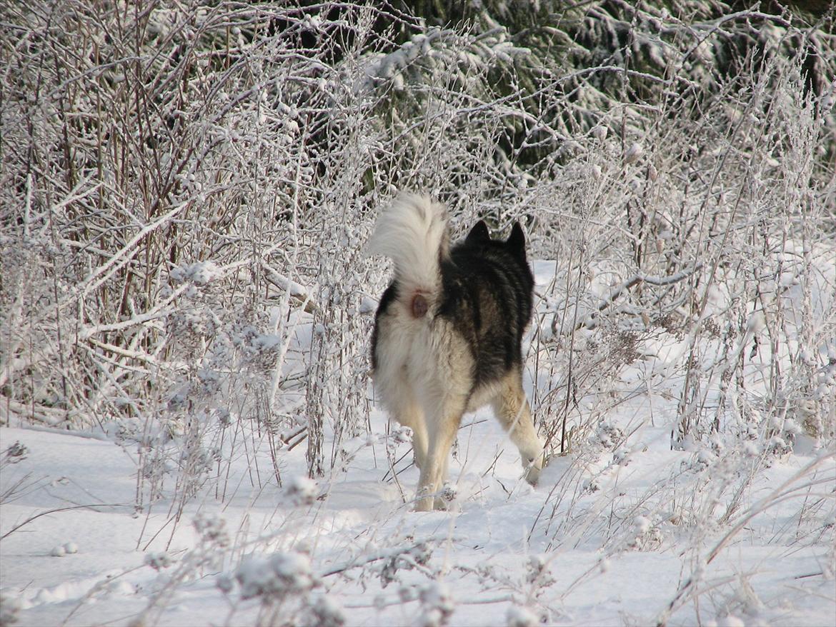 Alaskan malamute Loke billede 12