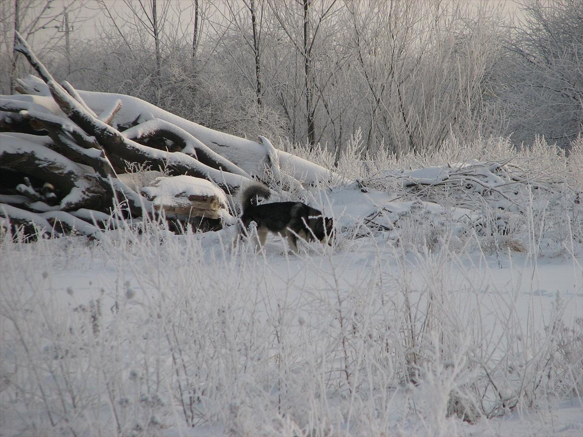 Alaskan malamute Loke billede 13