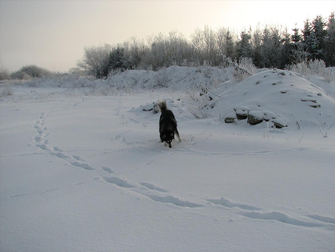Alaskan malamute Loke billede 14