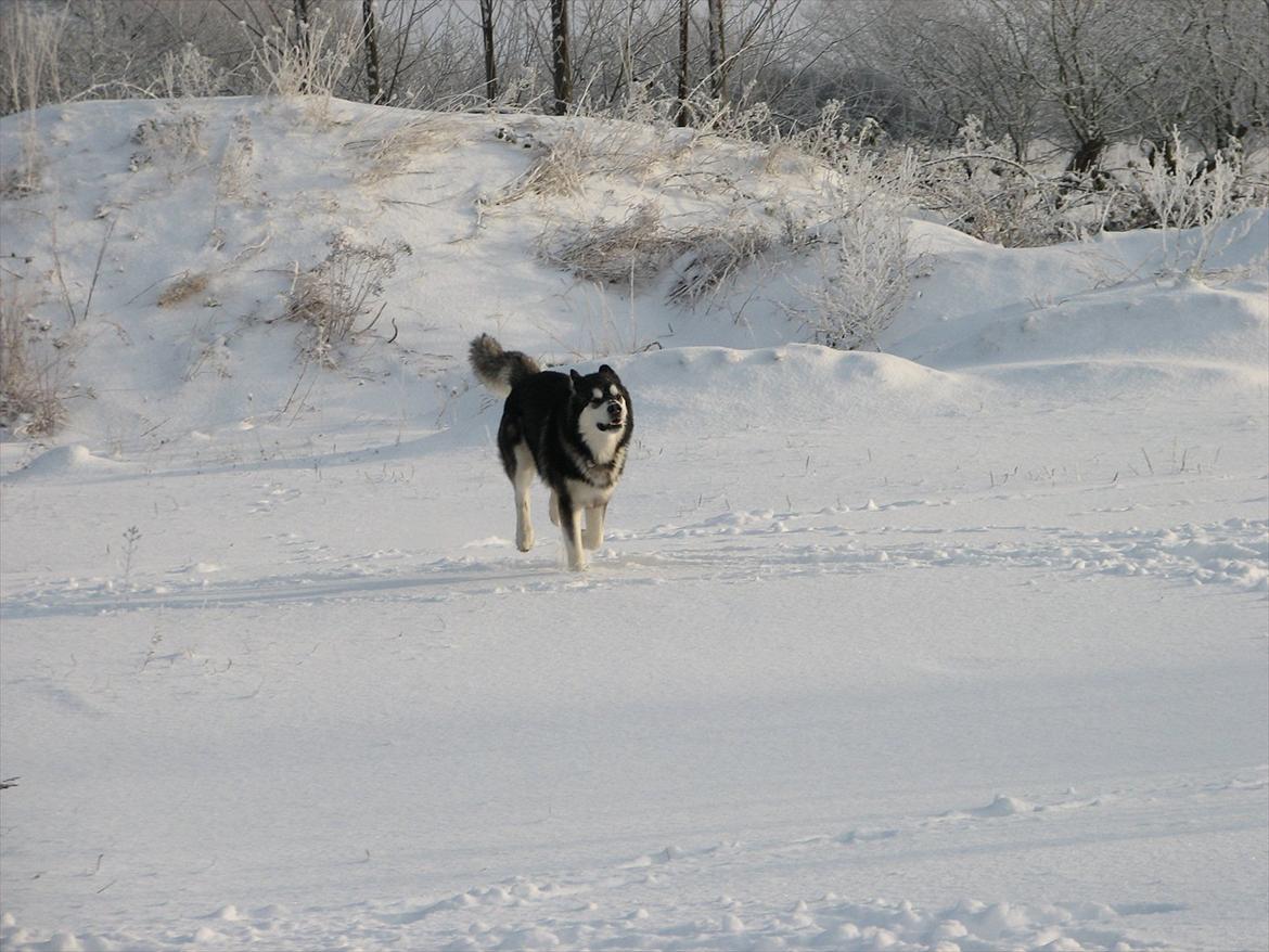 Alaskan malamute Loke billede 15