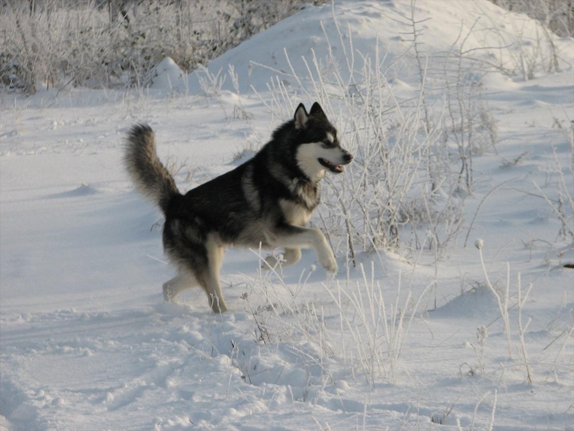 Alaskan malamute Loke billede 16