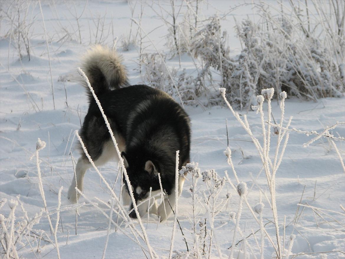 Alaskan malamute Loke billede 17