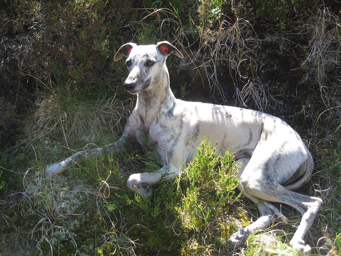 Whippet Piper - Slapper af i lyngen billede 12