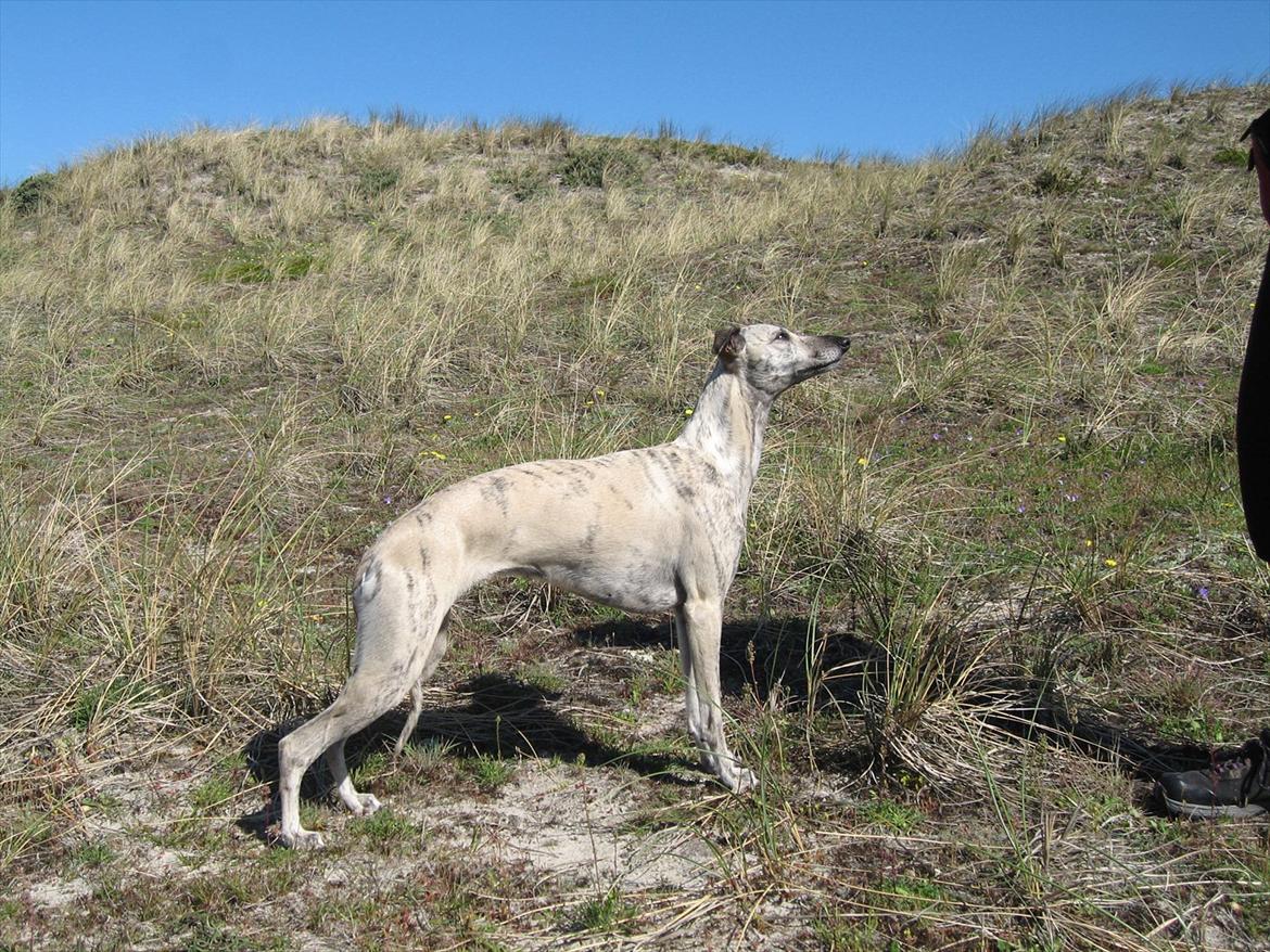 Whippet Piper billede 13