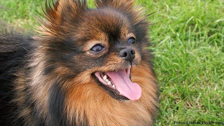 Pomeranian Echo billede 8