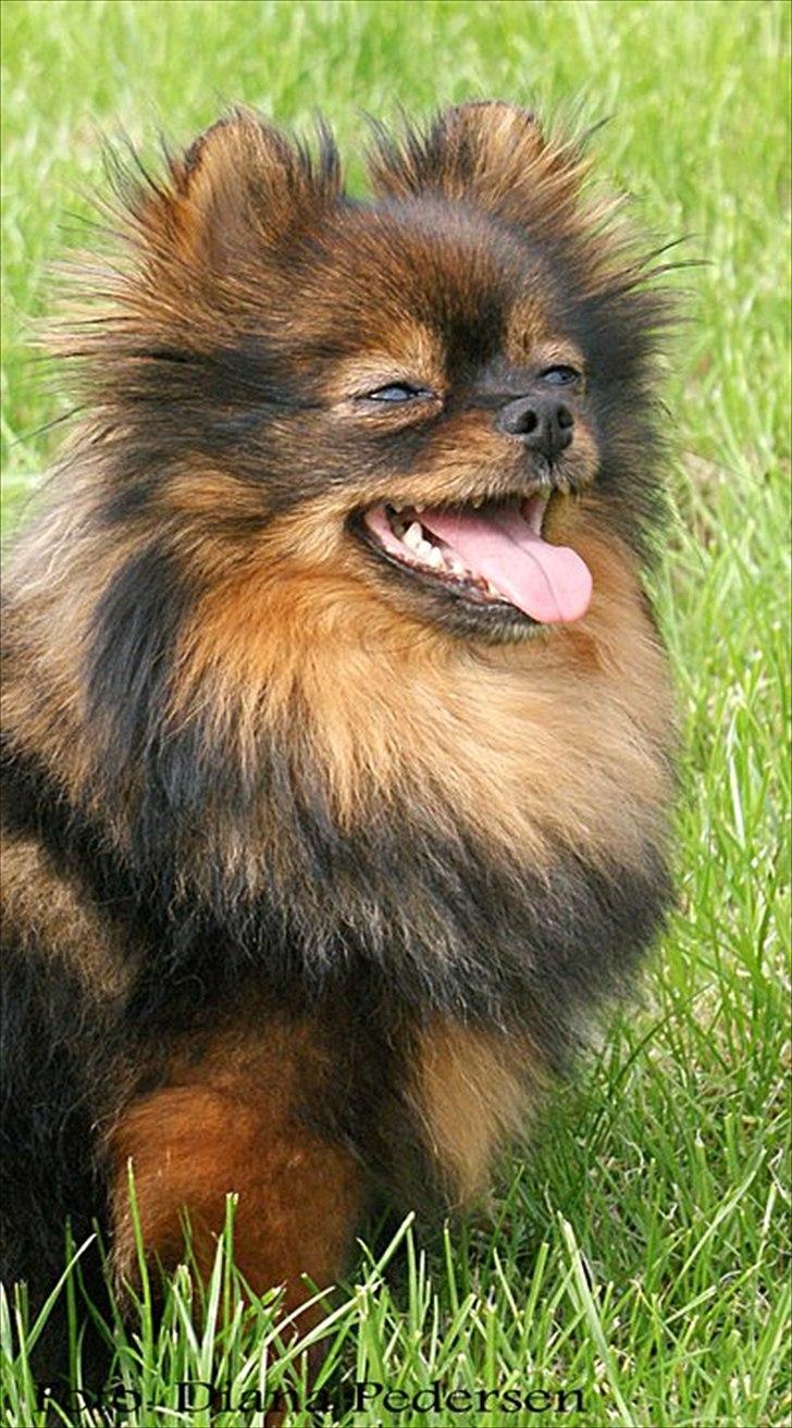 Pomeranian Echo billede 9