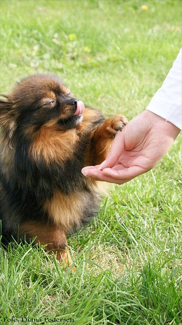 Pomeranian Echo billede 10