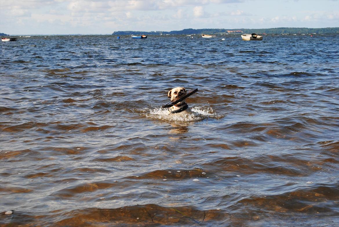 Blanding af racer Noomi - Endelig blev hun en rigtig vandhund! :) billede 7