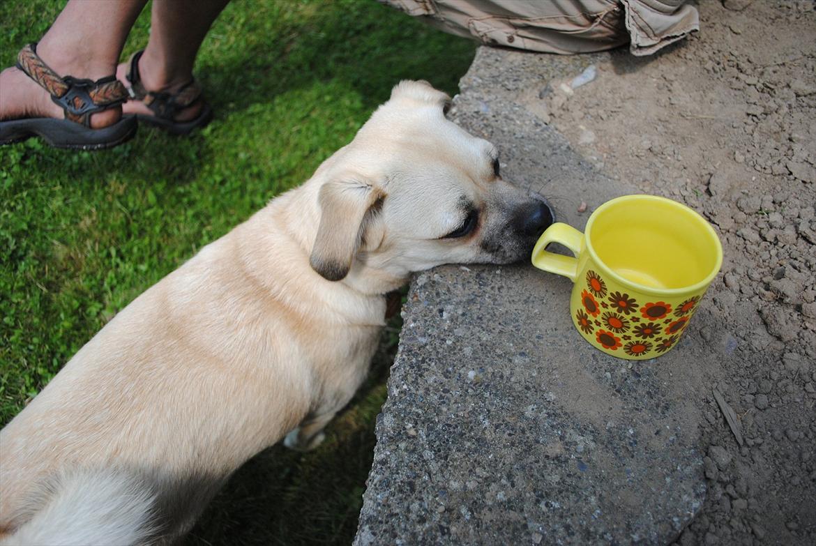 Blanding af racer Noomi billede 8