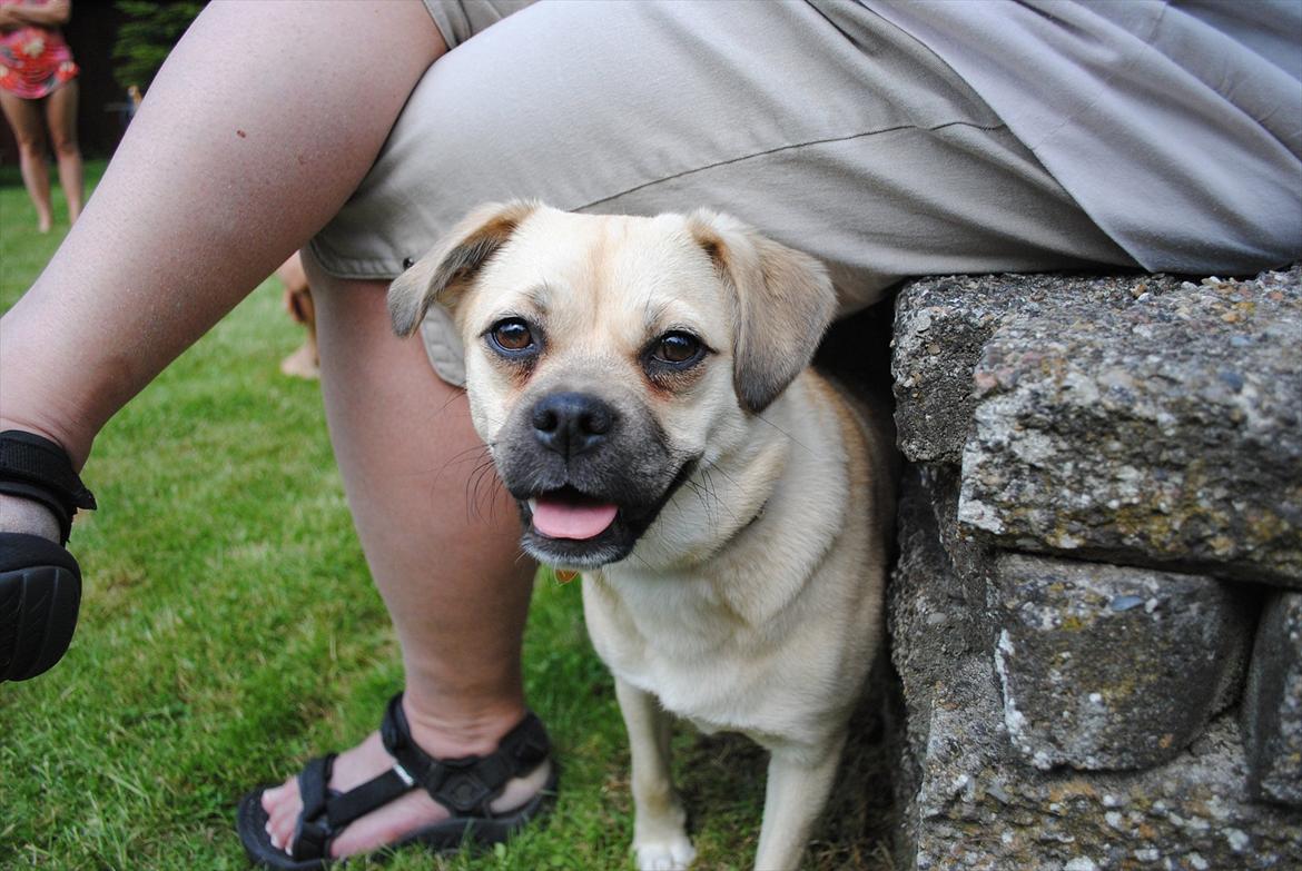 Blanding af racer Noomi billede 9