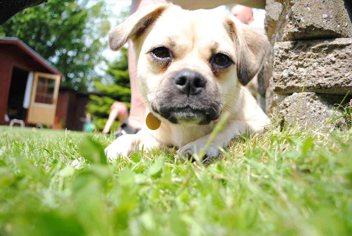 Blanding af racer Noomi billede 10