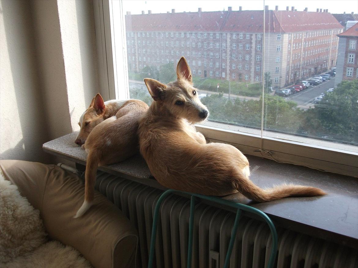 Podengo portugues medio Leopoldo billede 14