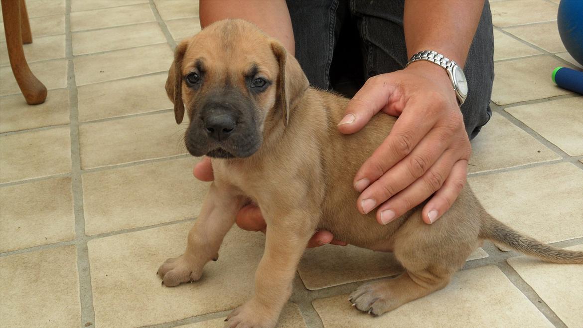 Grand danois Pixi Bella - Alle billederne er fra den 3 august
Men der kommer flere :-) billede 2