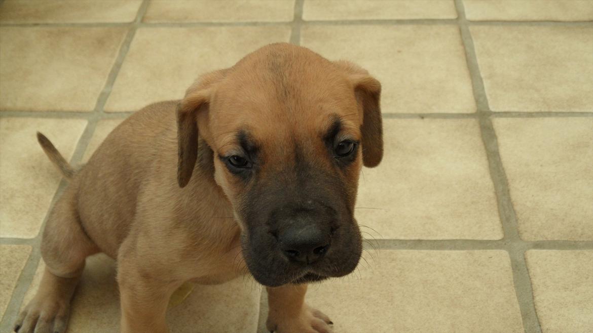 Grand danois Pixi Bella billede 3