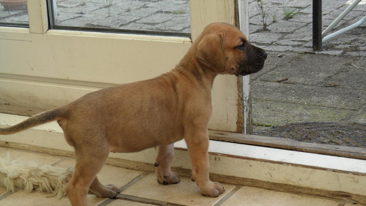 Grand danois Pixi Bella billede 4