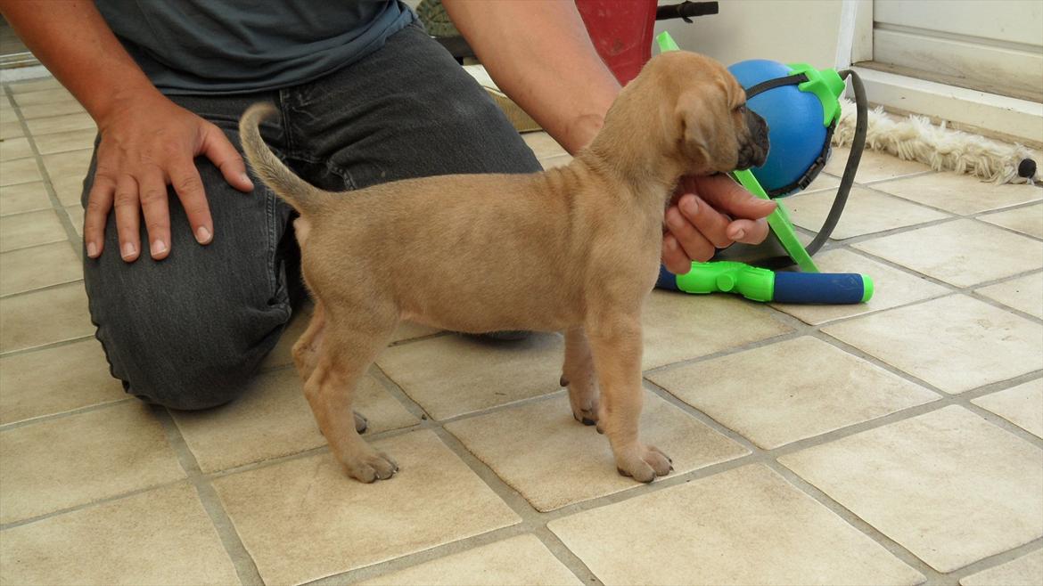 Grand danois Pixi Bella billede 5