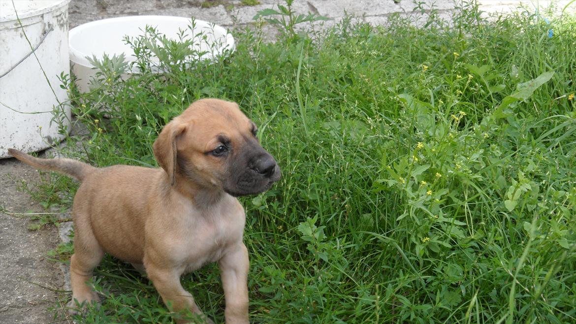 Grand danois Pixi Bella billede 6