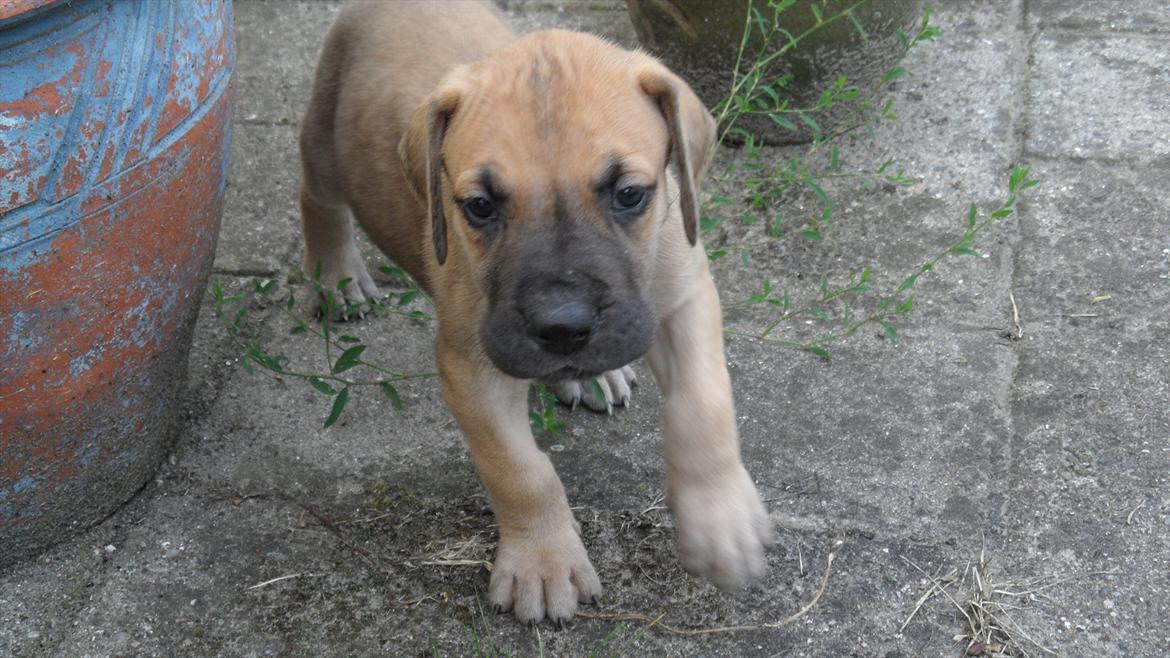 Grand danois Pixi Bella billede 7