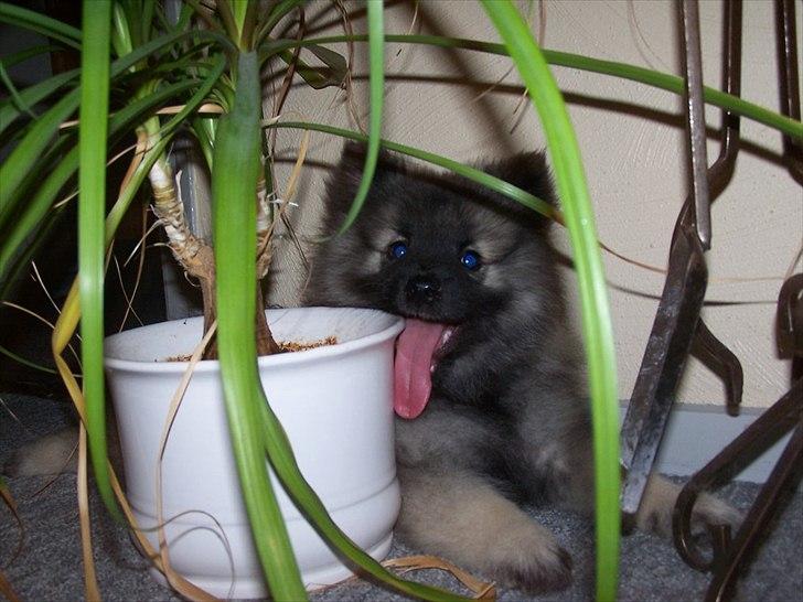 Keeshond Yogi billede 1