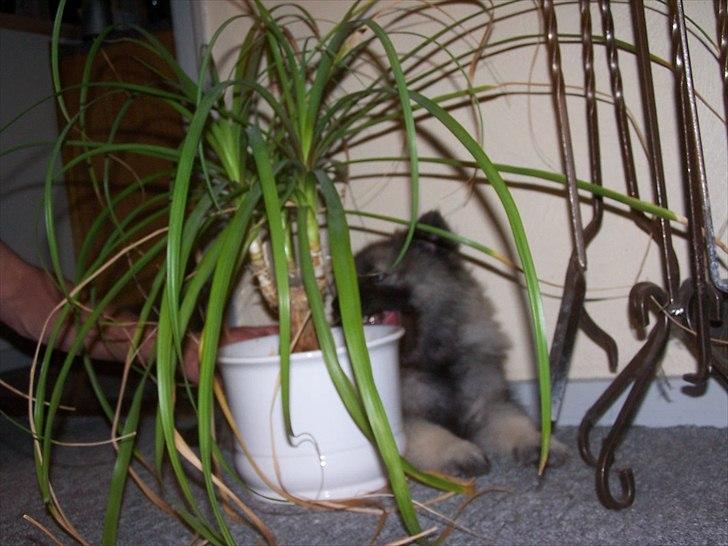 Keeshond Yogi billede 2