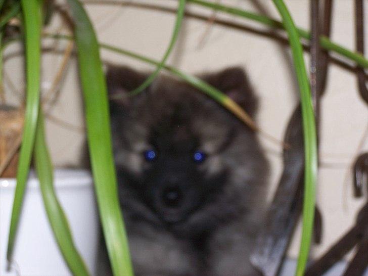 Keeshond Yogi billede 3