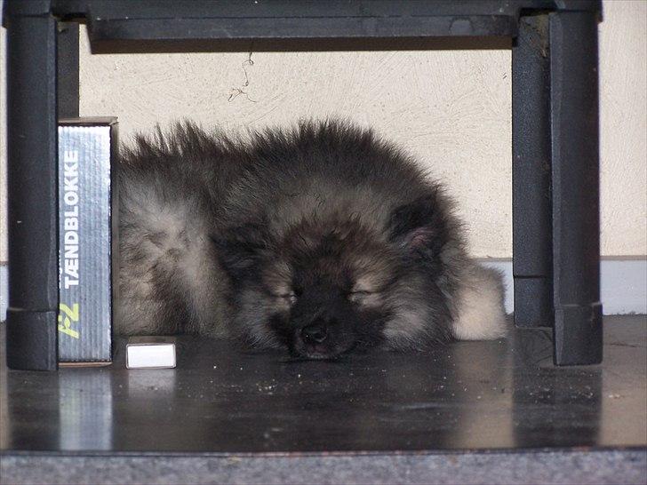 Keeshond Yogi billede 4