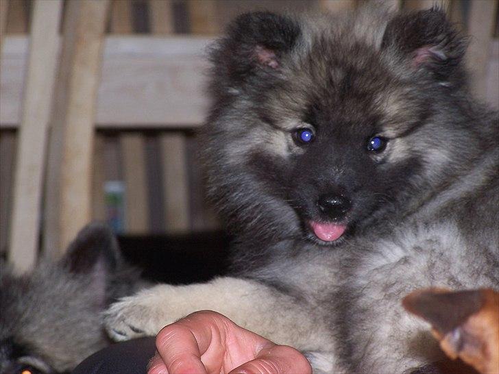 Keeshond Yogi billede 5