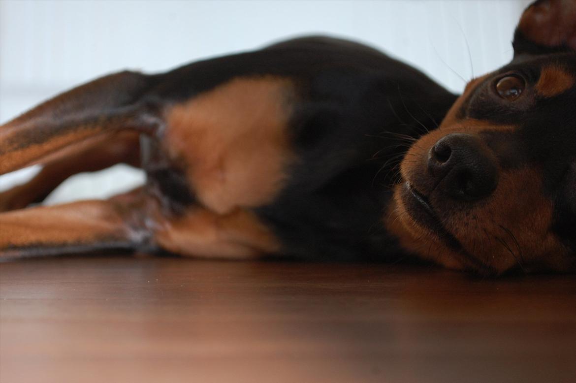 Dvaergpinscher Curtis billede 16