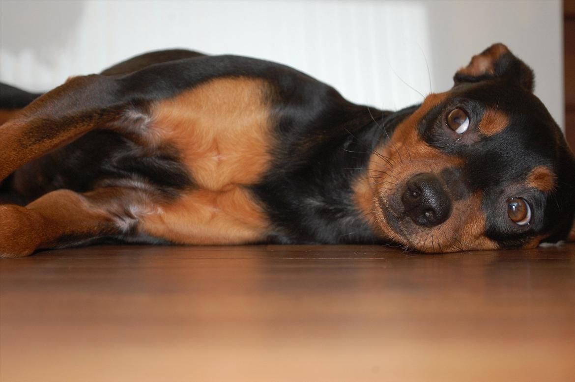 Dvaergpinscher Curtis billede 17