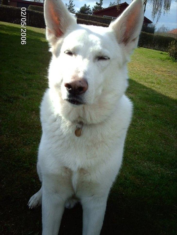 Schæferhund Silver hvid Schæferhund (aflivet) billede 1