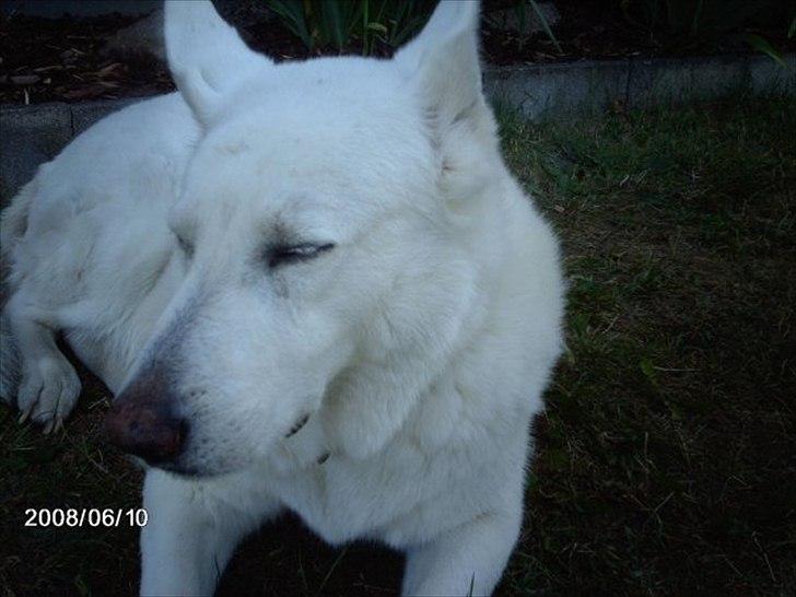 Schæferhund Silver hvid Schæferhund (aflivet) billede 2