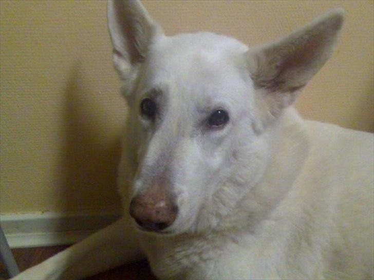 Schæferhund Silver hvid Schæferhund (aflivet) billede 3