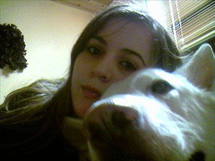 Schæferhund Silver hvid Schæferhund (aflivet) billede 4