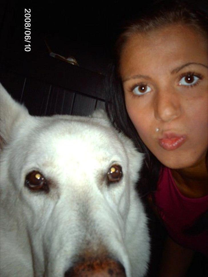 Schæferhund Silver hvid Schæferhund (aflivet) billede 5