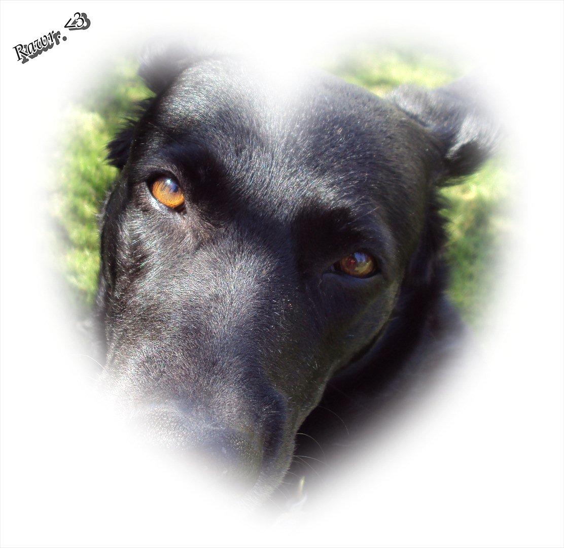 Blanding af racer Molly billede 12