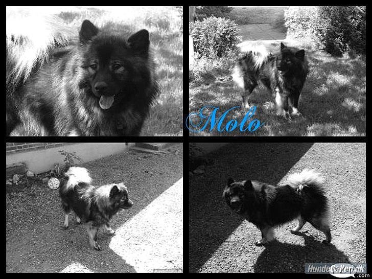 Eurasier Kærlundegård's V-Molo - Super smukt billede af Molo lavet af
Mette med Puttehunden Prinsesse
mange tak for det :-) billede 2