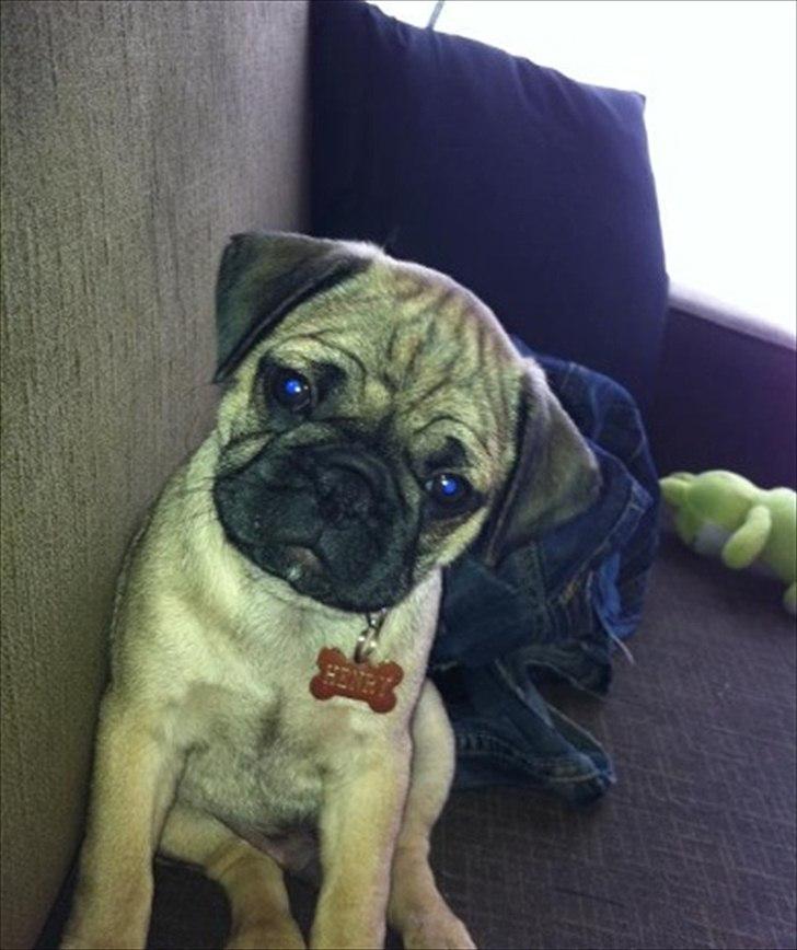 Mops Henry billede 8