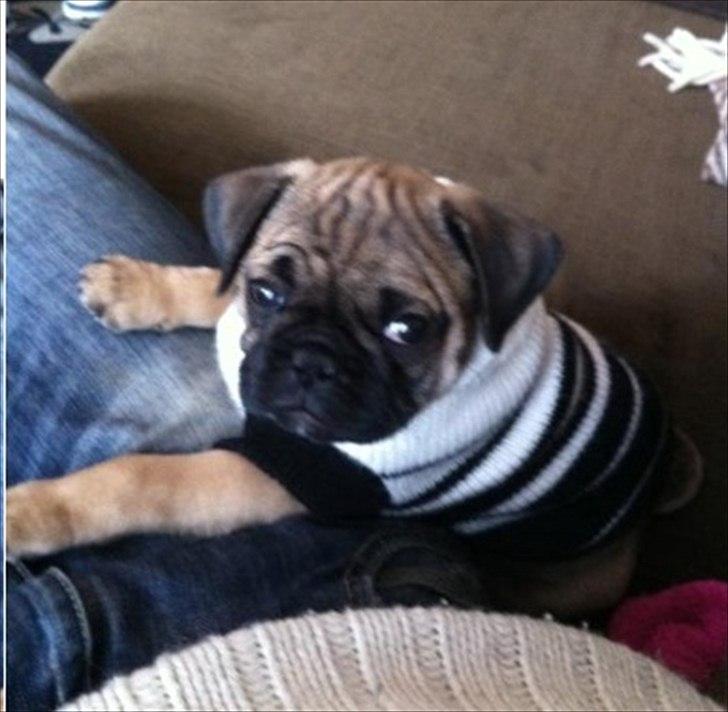 Mops Henry billede 9