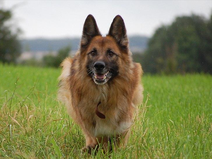 Schæferhund Tasso billede 2