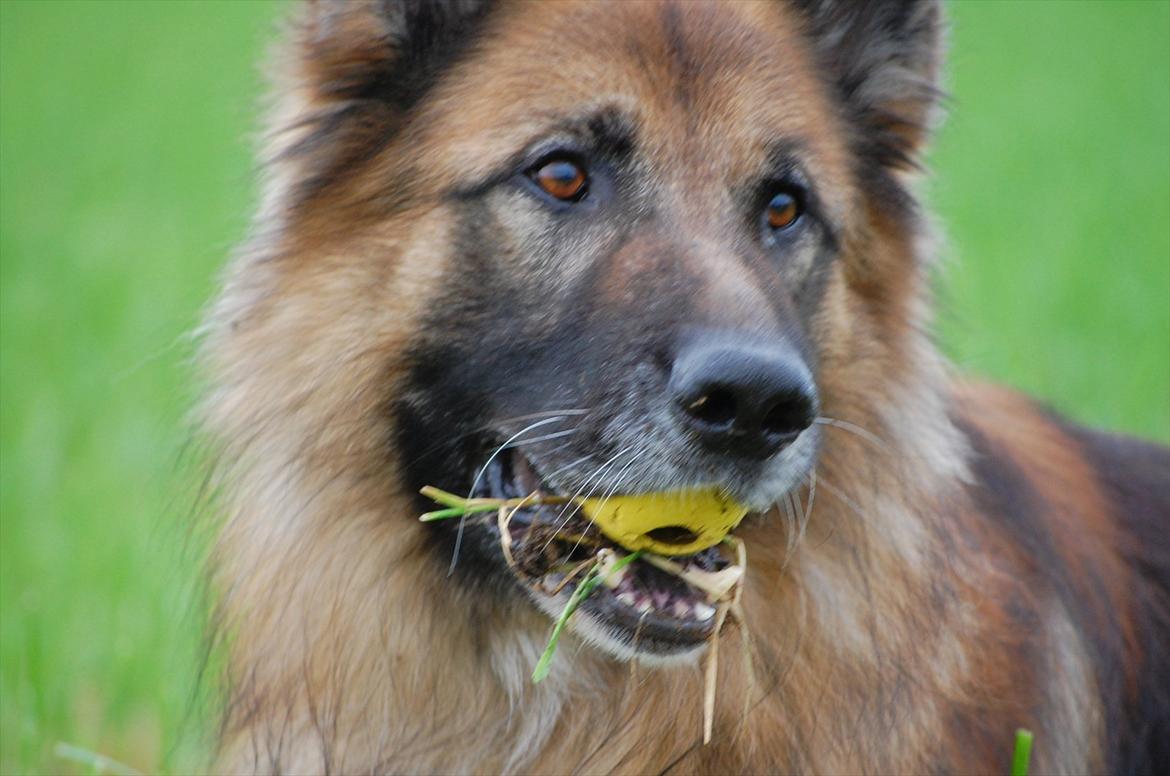 Schæferhund Tasso billede 4