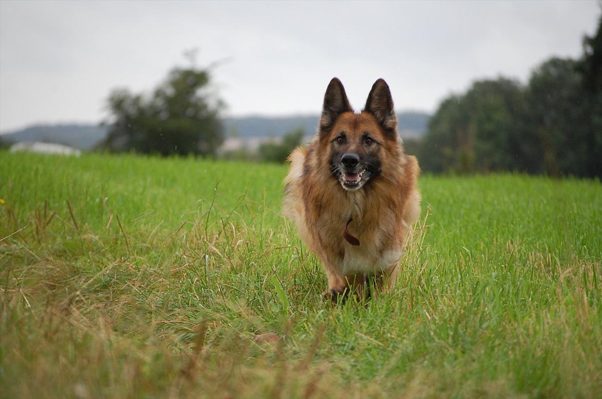 Schæferhund Tasso billede 16